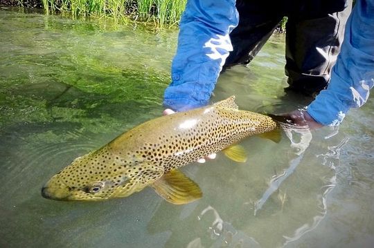 Guided Fly Fishing on Truckee River, Lake Tahoe, Truckee and Reno