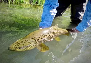 Guided Fly Fishing on Truckee River, Lake Tahoe, Truckee and Reno
