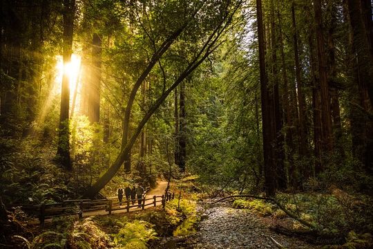 San Francisco to Muir Woods Shuttle