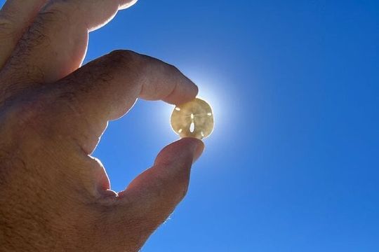 Barrier Island Shelling Tour