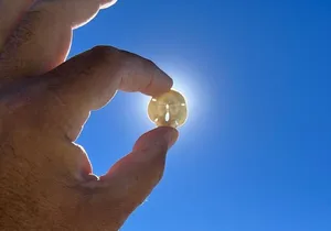 Barrier Island Shelling Tour