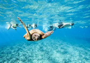 Snorkeling with Sea Turtles in Waikiki Hawaii Boat Tour