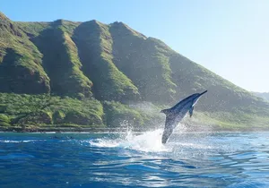 Dolphin Watch Cruise with Waterslide & Snorkeling on Oahu