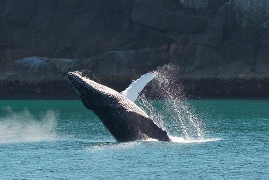 Full-Day Kenai Fjords National Park Northwestern Cruise