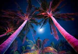 Miami Moonlight Magic Private Tour: A Nightlife Experience