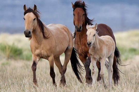 DZRT Splendor Adventure: "RED ROCK RIM" UTV TOUR - Petroglyphs & Pioneer Saloon
