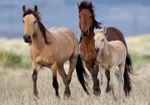 DZRT Splendor Adventure: "RED ROCK RIM" UTV TOUR - Petroglyphs & Pioneer Saloon