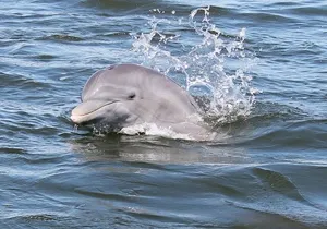 Cocoa Beach Dolphin and Wildlife Tour