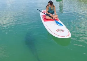 Guided Dolphin Eco Tour by Kayak & SUP - Fort Myers Beach, FL