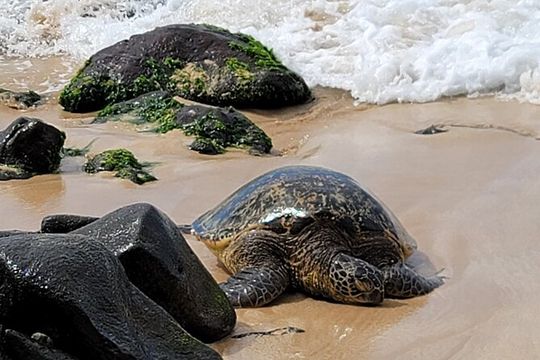 Private Oahu Island Tour