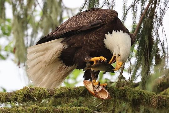 Private Custom Excursion in Ketchikan for up to 14 people