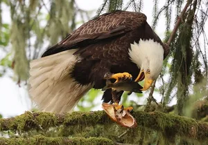 Private Custom Excursion in Ketchikan for up to 14 people