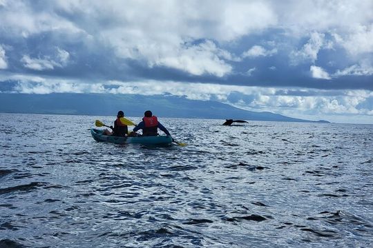 Whale Watch by Kayak-No Time Limit