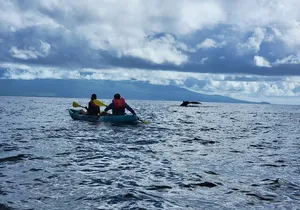 Whale Watch by Kayak-No Time Limit
