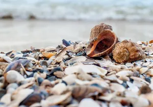 Private Guided Kayak Tour on Big Hickory Pass