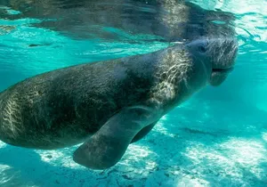2.5-Hour Guided Group Kayak Tour on Big Hickory Pass