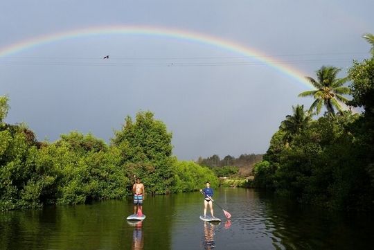 Stand Up Paddle Nature and Turtle tour-Guaranteed to see turtles