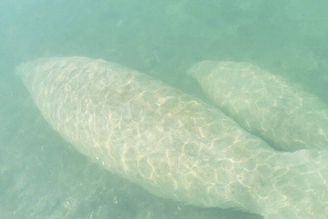 Beginner Friendly Island Snorkeling