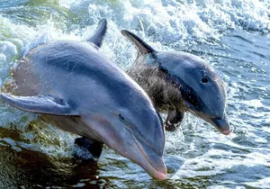 Private Shelling and Dolphin Excursion