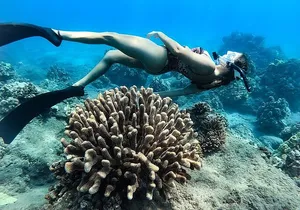 Turtle Gardens West Maui Snorkel Tour