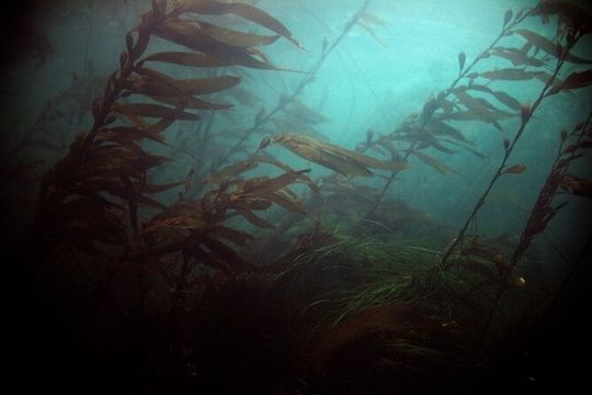 Snorkel Tour at Magic Island