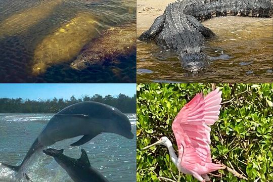 Manatee, Dolphin, and 10,000 Islands Eco Beach Tour by Boat