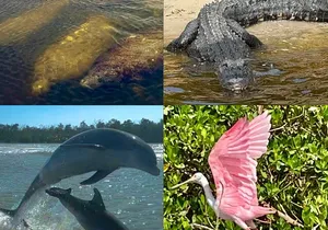 Manatee, Dolphin, and 10,000 Islands Eco Beach Tour by Boat