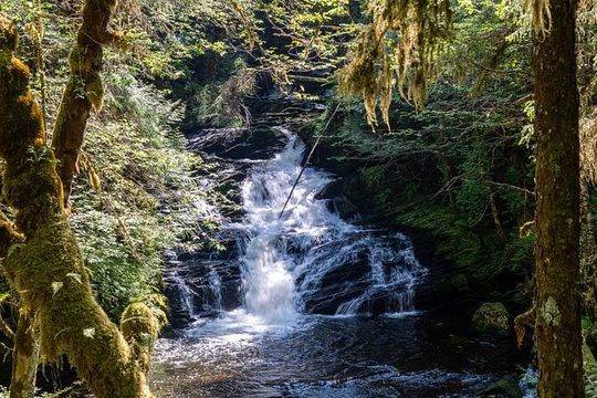 Ketchikan Magical Old-Growth Creek Trek Guided Tour