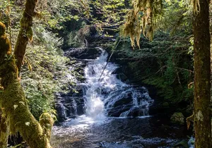 Ketchikan Magical Old-Growth Creek Trek Guided Tour