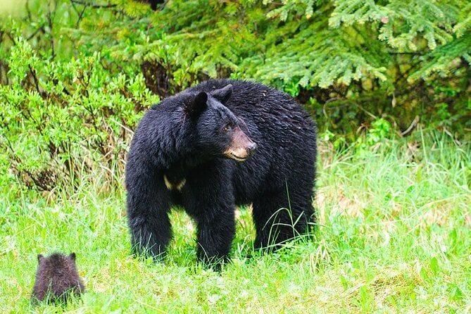 Customizable Tour in Ketchikan with Pick Up