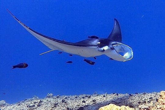 Manta Ray Night Snorkel Experience of a Lifetime