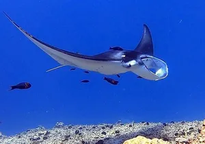 Manta Ray Night Snorkel Experience of a Lifetime