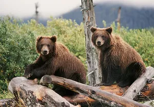 Private Half-Day Nature Tour from Anchorage
