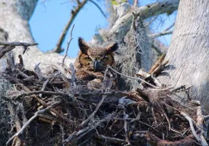 1 Hour Historical Wildlife Tour of The Famous Chain of Lakes