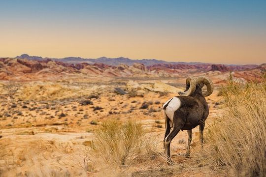 Valley of Fire Sunset Tour from Las Vegas