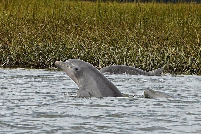 90 minute Hilton Head Sunset Dolphin Cruise