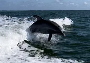 Private ONLY Dolphin Boat Tours