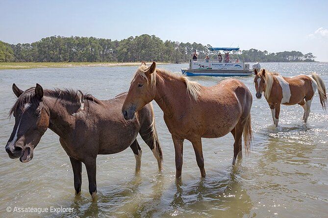 Wild Pony Watching Boat Tour from Chincoteague to Assateague