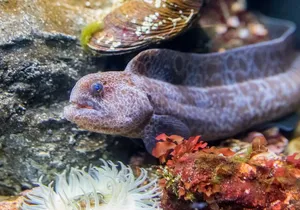 Aquarium of the Bay VIP Experience