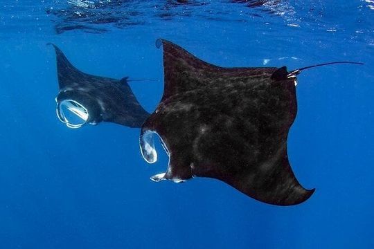 Small Group, Kona Manta Ray Snorkel Adventure!