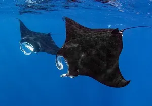 Small Group, Kona Manta Ray Snorkel Adventure!
