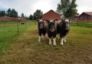 Guided Tour of Musk Ox Farm & Scenic Drive from Anchorage