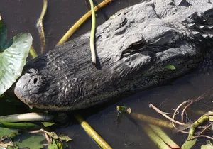 Everglades Day Safari from Miami