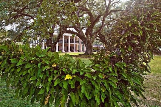 Oak Alley Plantation and Pontoon Swamp Tour with Transportation