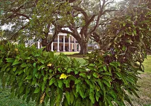 Oak Alley Plantation and Pontoon Swamp Tour with Transportation