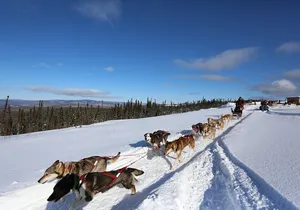 1-hr. Dog Sledding Tour in Fairbanks (without transportation)