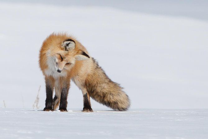 Half Day Grand Teton Wildlife Safari Tour