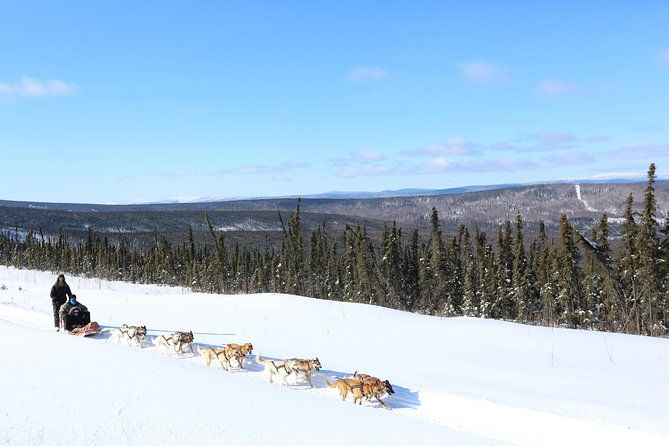 30-minute Dog Sledding Tour in Fairbanks without transportation
