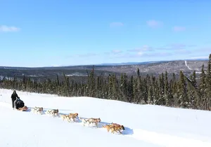 30-minute Dog Sledding Tour in Fairbanks (without transportation)
