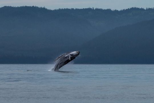 Hoonah Whale Tours in Icy Strait